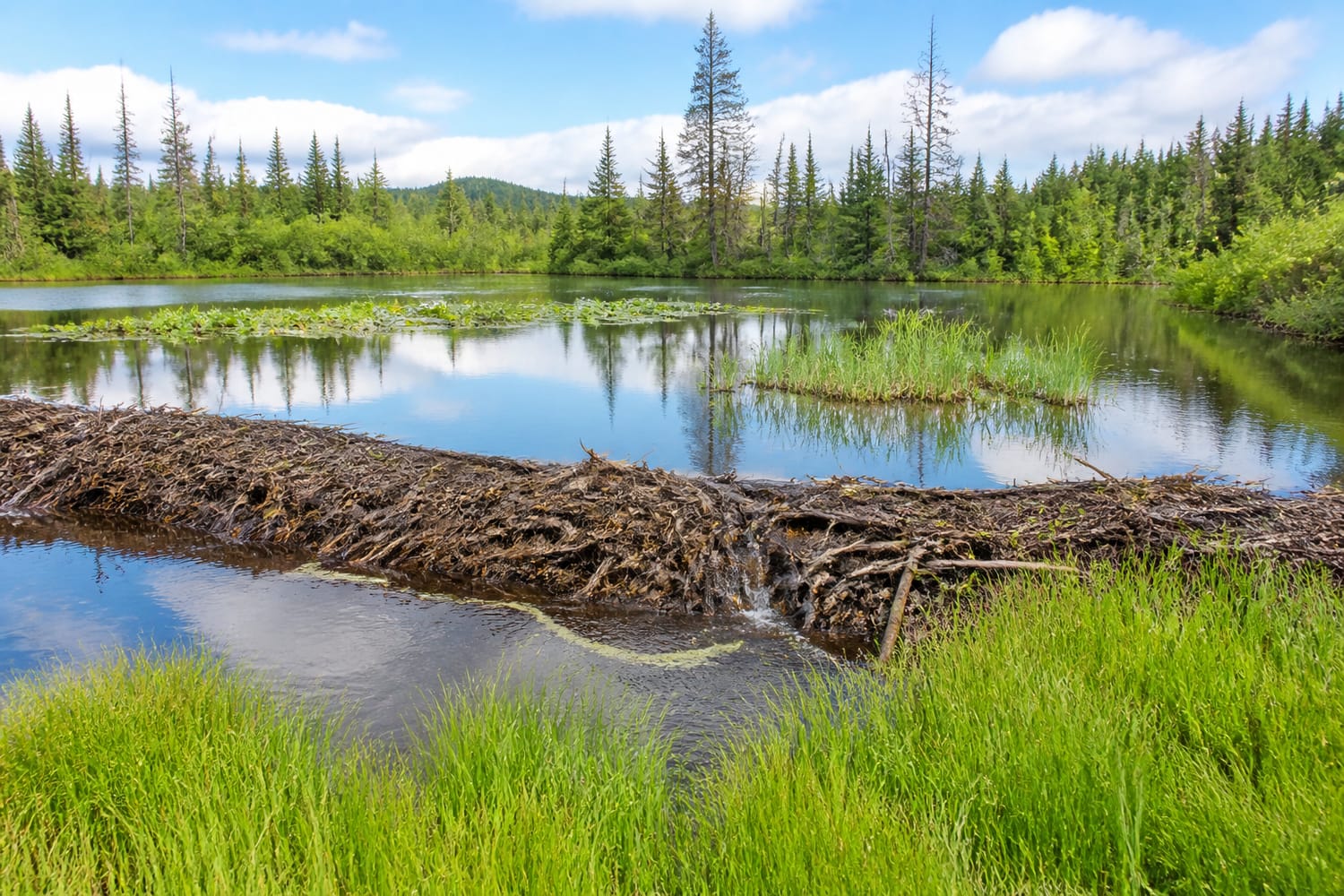beaver-dams-that-turn-forests-into-wetlands