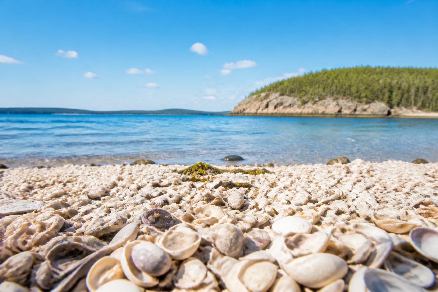how-do-sea-creatures-become-a-beach