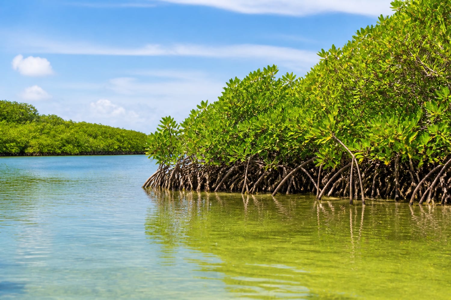 where-can-you-see-a-mangrove-forest