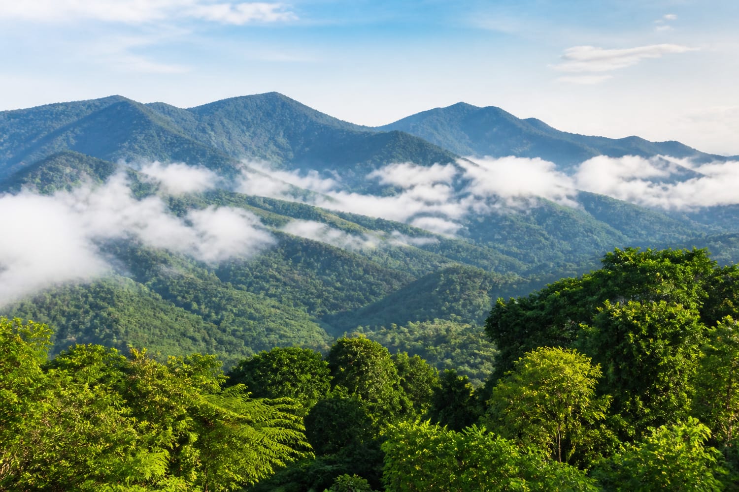 where-forests-drink-the-clouds